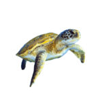 Sea Turtle